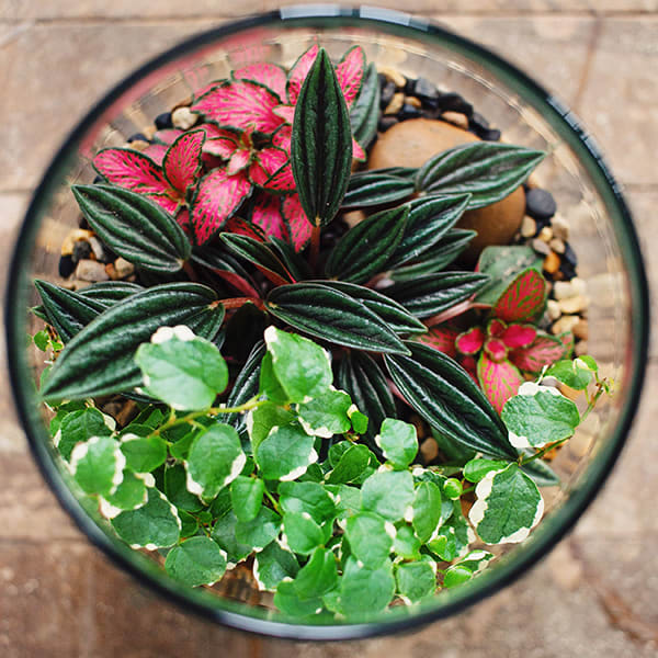 Terrario Cerrado Grande - Imagen 3